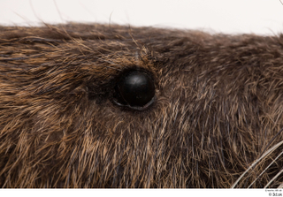 Nutria eye 0003.jpg